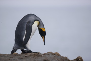 King penguin bowing on South Georgia Island - 267119046