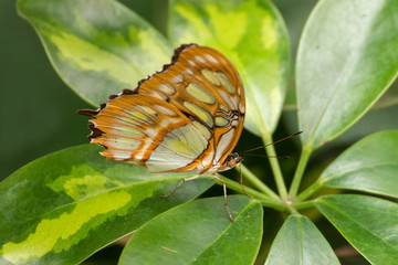 Schmetterling - Blatt