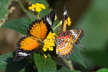 Schmetterling - Paare
