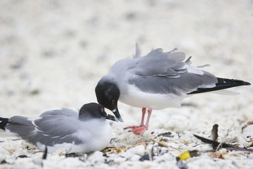 Swallow-tailed gulls nesting on the Galapagos Islands
