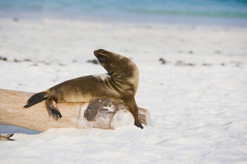 Galapagos sea lion relaxing on the beach