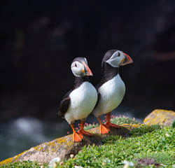 Close view of two puffins on a rock  on sunny day in Saltee Islands