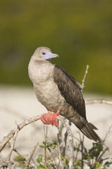 Red Footed booby perched in the Galapagos Islands