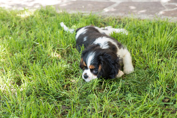 Cavalierking charles spaniel