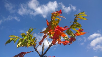 autumn leaves on blue sky