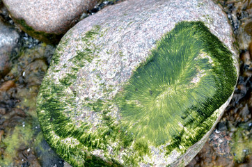 Stein im Wasser mit grünen Algen überzogen
