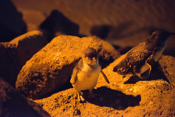 Little Penguin in Melbourne
