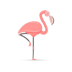 Isolated pink flamingo bird for summer season