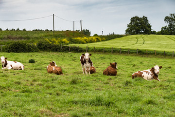 Cattle grazing in the pastures