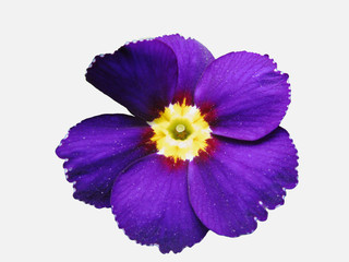 Obraz premium Danilov Primrose flower, spring primrose, close-up, cut from the background