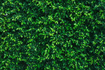 Small green leaf wall for horizontal backdrop