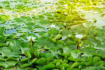 White lotus pondwide angleevening sun in AsiaThailand