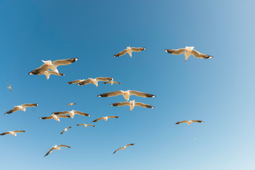 Seagull in Melbourne