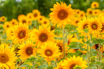 Sonnenblumen (Helianthus annuus), Sonnenblumenfeld