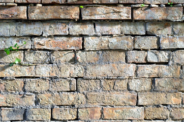 Ziegelsteinmauer aus rotem Ziegelstein mit Efeu