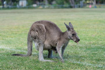 Naklejka na ściany i meble Kangaroo in nature