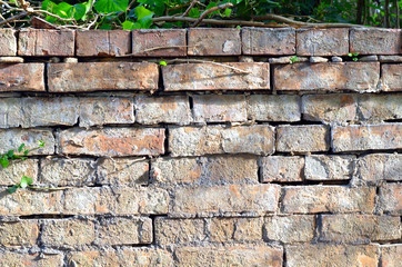 Ziegelsteinmauer aus rotem Ziegelstein mit Efeu