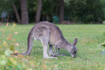 Kangaroo in nature