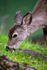 California mule deer (Odocoileus hemionus californicus)
