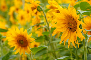 Sonnenblumen (Helianthus annuus), Sonnenblumenfeld