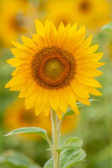 Sonnenblume (Helianthus annuus)