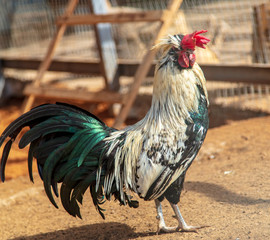 Rooster portrait on the farm