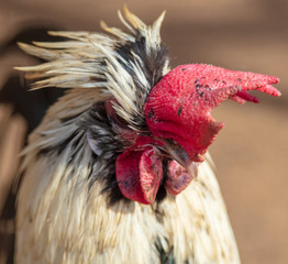 Rooster portrait on the farm