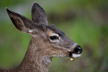 California mule deer (Odocoileus hemionus californicus)