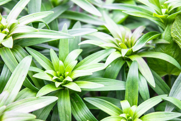 Bush with green leaves of lilies and buds.