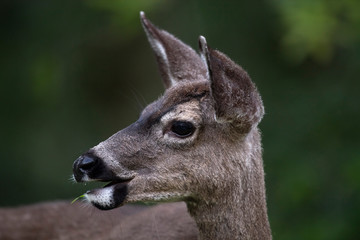 California mule deer (Odocoileus hemionus californicus)
