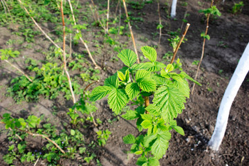 Bushes of young raspberries, outdoor seedlings grow near the garden on black soil. Selective focus. close-up.