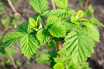 Bushes of young raspberries, outdoor seedlings grow near the garden on black soil. Selective focus. close-up.
