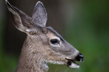 California mule deer (Odocoileus hemionus californicus)