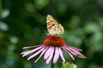 Vanessa cardui sitting on Echinacea purpurea flowering plant, eastern purple coneflower in bloom