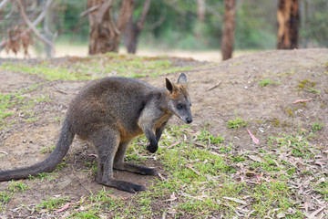 Kangaroo in nature