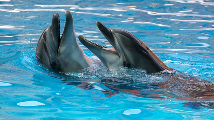 Two dolphins cuddle in the water