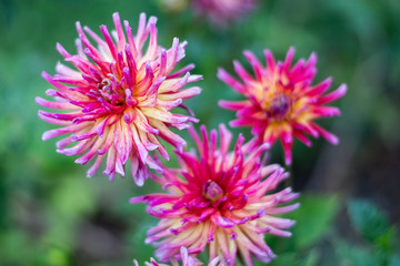 Obraz premium Wild Flowers