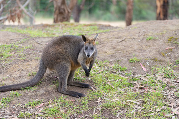 Fototapeta premium Kangaroo in nature