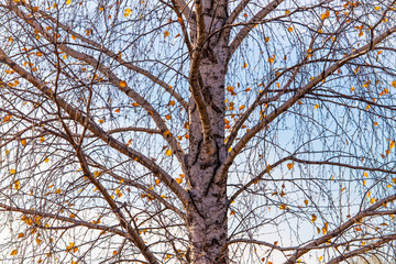 Tree branches at sunset in autumn