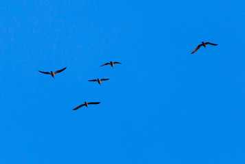 A flock of birds fly south on a blue sky