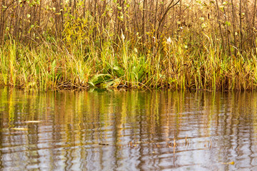 Grass and reed with reflection in the pond