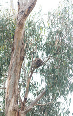 Koala in nature Melbourne Victoria