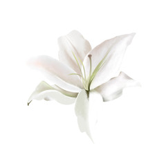 Fototapeta na wymiar White Lily on white. Classical watercolor painting