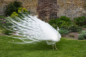 White peacock showing off in the park