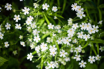 Top view of white wild flowers and green grass.