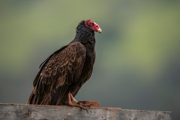 turkey vulture (Cathartes aura)
