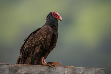 turkey vulture (Cathartes aura)