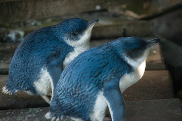 Little Penguin in Melbourne