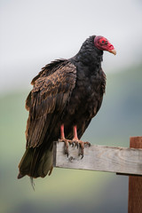 turkey vulture (Cathartes aura)