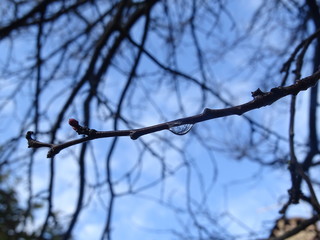Goutte d'eau accrochée à une branche juste après la pluie. Dans la goutte se reflètent les branchages.